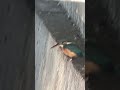 善福寺川　カワセミ　 kingfisher 善福寺川 スマホ動画 スマホ望遠レンズ カワセミ 翡翠 野鳥 music birds バードウォッチング