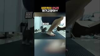 생존력이 0%인 아기 고양이 #동물 #고양이