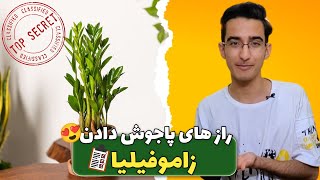 رازهای پاجوش دادن زاموفیلیا😍و تمامی شرایط نگهداری این گیاه