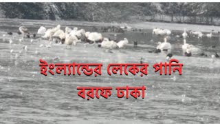 কনকনে শীতে ইংল্যান্ডের লেকের পানি বরফ হয়ে গেছে |পাখি আর হাঁসগুলোর জন্য খুব মায়া লাগছে 🥲| SnowStorm