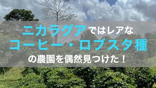 【ニカラグア】この国ではレアな、コーヒー・ロブスタ種の農園を偶然見つけた！～総生産量の約５％～