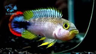 4/12【DC短鯛坊】W霸王短鯛 No.E1【DwarfCichlids】