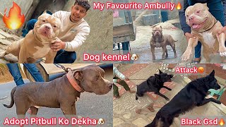 Apna Favourite Ambully Dog Se Milne Gye🔥Black Gsd N Jata He Attack Kiya😨|| Adopt Pitbull Ko Dekha🐶