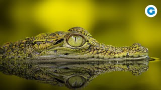 The Dark Side of Crocodiles: More Than "Just" Predators | Full Wildlife Documentary