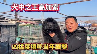 “犬中之王”高加索，这狗凶猛度堪称当年藏獒，亮哥也是第一次抓