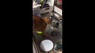 野良猫　トラちゃん　水道の蛇口からお水を飲みます。