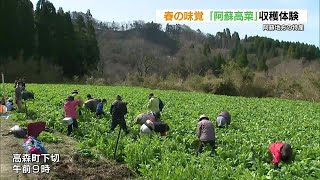 まもなく新漬けの季節　阿蘇高菜の収穫体験