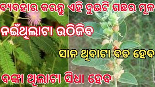 #tantra_vidya  Ashwagandha plant and lajakuli Lata | ବ୍ୟବହାର କରନ୍ତୁ ଏହି ଦୁଇଟି ଗଛର ମୂଳକୁ ନଇଁଥିଲେ ଉଠିବ