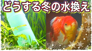 【金魚の飼い方】冬における水換えの重要ポイント