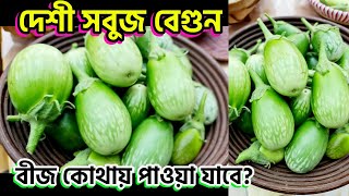 বীজ কোথায় পাওয়া যাবে? দেশী সবুজ বেগুন দেখতে কেমন হয়? গাছ কেমন হয়? Desi Green eggplant seeds UK