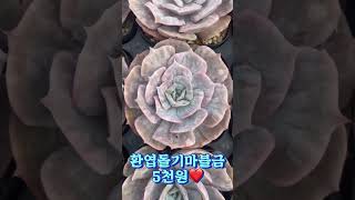 환엽돌기마블금 5천원 #민이네다육 #succulentflowers #succulent #flower 010-6863-0625