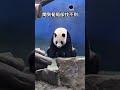 圓仔聞到筍子卻找不到 驀然睡去 筍子竟在燈火通明處 大熊猫 panda cute yuanzai