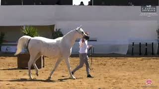 N 177 Habilia Victorya   The Palestinian spring Arabian Show 2023   Mares 9+ Years Old Class 21