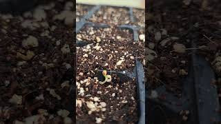 Checking on the seedlings in the greenhouse