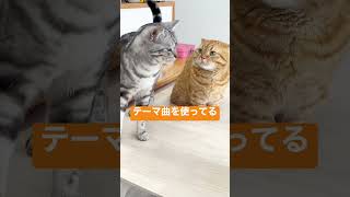 マンチカンのパンチが当たるかどうかはもはや論じても仕方ない。 #shorts #猫