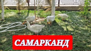 ЛЕТАЮЩИЕ САМОЛЁТЫ и ПТИЧИЙ ПИТОМНИК в САМАРКАНДСКОМ ресторане #узбекистан #самарканд #ранокамолова