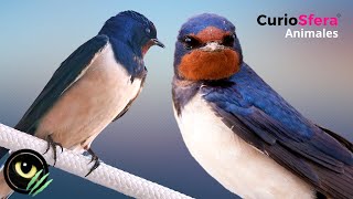 Golondrina Común 🐦 Características de las golondrinas