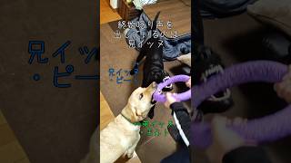 唸るほど楽しい引っ張り遊び #ラブラドールレトリバー #ラブラドール #labrador #大型犬 #犬 #shorts