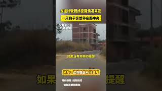 乡道行驶视线受阻情况突发 一只狗子突然停在路中央 网友：这狗怕是有预感吧