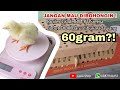 Jangan Beli DOC Ayam Broiler Grade BM PT Sreeya ❌️ SEBELUM Liat Unboxing DOC nya ini