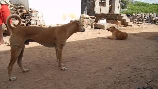 Pandikona hunting dogs