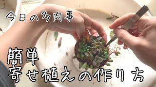 【今日の多肉事】簡単な多肉植物寄せ植えの作り方