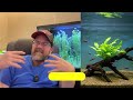 5 low maintenance aquarium plants that make big impact