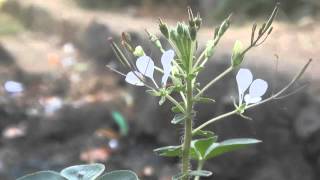 Cleome gynandra.