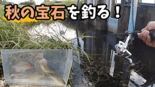 日本最大のタナゴ、カネヒラを求めて【秋の小物釣り】