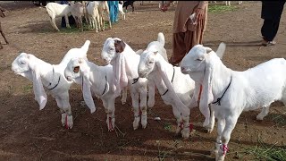 Best Gulabi Cute Goat Kids in Hyderabad Mandi | Gulabi Goat prices