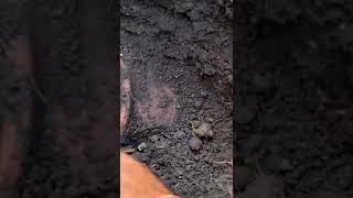 Treasure Pot found by metal detector (Vishco mini gold)