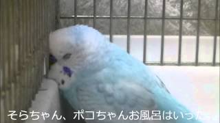 セキセイインコそらちゃんのおしゃべり