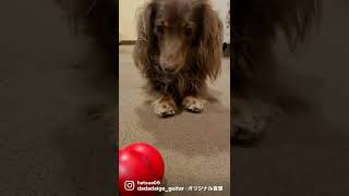 コング大好き犬のボク