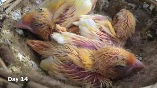 Canary Chicks Growth From Day 1 To Day 35