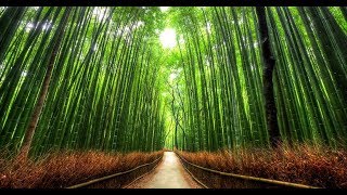 বিখ্যাত সাগানো বাঁশ বন, The famous Sagano Bamboo Forest, japan