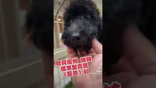 貝貝寵物專業犬舍-標準型貴賓犬(巨型貴賓)60