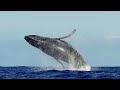 wild nature canada’s majestic wildlife – alberta yukon u0026 british columbia animal documentary