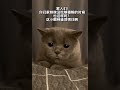 猫咪的迷惑行为 猫咪 记录猫咪日常