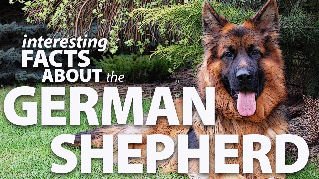 Interesting Facts About The German Shepherd Youtube