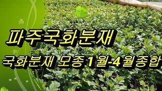 29.파주국화분재 국화분재모종구입 1월부터4월 까지종합수형만들기 010~4114-1554