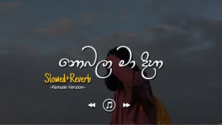 Nobala Ma Diha - නොබලා මා දිහා | Female Version (Slowed+Reverb)