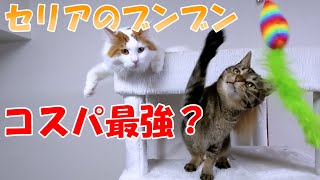 【百均】猫にセリアで購入したブンブンで遊ぶと大興奮！コスパ最強？