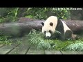 圓寶認證吃竹葉，乖乖巧巧好可愛 熊貓貓熊the giant panda yuan yuan and yuan bao 台北市立動物園