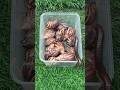 giant millipedes and snails #milipede #milipedes #snail #snails #animals #animallover #cockroach