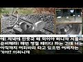 반전 신청사연 설날 시댁에서 만두 빚는데 시모와 시누가 손재주도 없고 남자 끄는 재주만 있니 즉시 밀대를 높이 들었더니 반응이 실화사연 사연낭독 라디오드라마 라디오 사이다