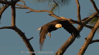 SWFL Eagles- Rejoice! A Spectacular Moment With M15 #baldeagle #eagles #m15