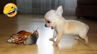 Funny Animal Videos 2024 😅 - Funniest Dogs and Cats Videos 😁 Part 1825