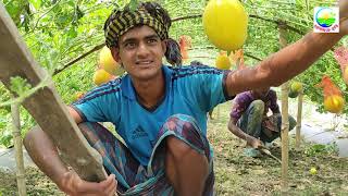 হলুদ জাতের তরমুজের বাম্পার ফলন এবারও। তরমুজের পরিচর্যা ও নেট লাগানো পদ্ধতি।  তরমুজের সেরা আপডেট।