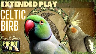 Celtic Birb | Medieval Fantasy Gaming Music for Birds | EXTENDED PLAY | TV for Your Bird Room🍀
