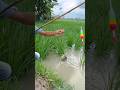 Best Fishing Video 🎣🐟 Fishing in Rainy Season Water ~ Catching Koi Fish By Hook #shortsvideo #hook